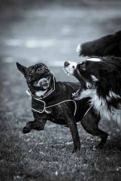 Bild 74 - Hundeshooting